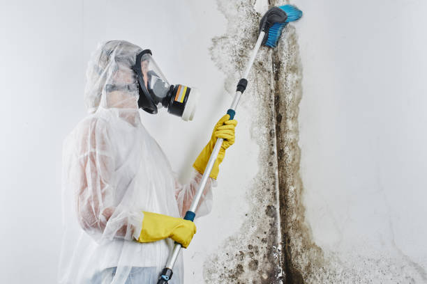 Best Professional Mold Removal  in Barrington, IL