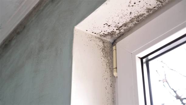 Best Fast Mold Removal  in Barrington, IL
