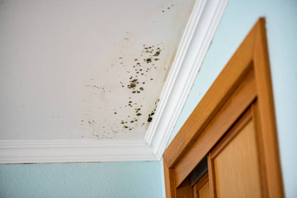 Best Commercial Mold Removal  in Barrington, IL
