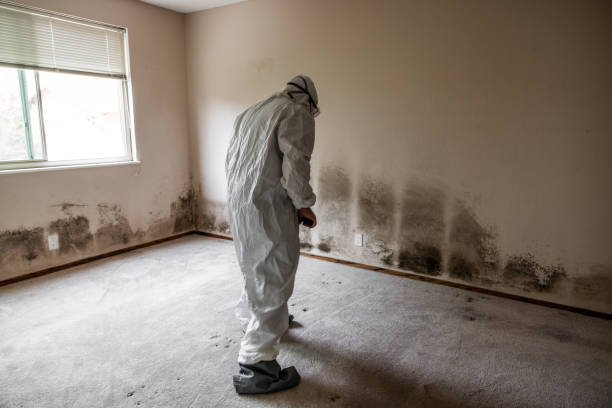 Best Affordable Mold Removal  in Barrington, IL