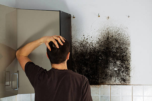 Best Local Mold Removal Service  in Barrington, IL