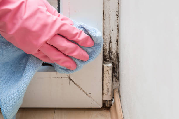 Best Toxic Mold Removal  in Barrington, IL